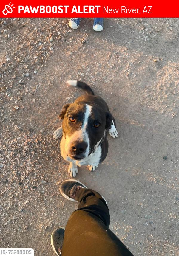 Lost Female Dog last seen Near w Estrella rd new River Az 85087, New River, AZ 85087