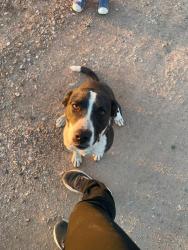 Lost Female Dog last seen Near w Estrella rd new River Az 85087, New River, AZ 85087