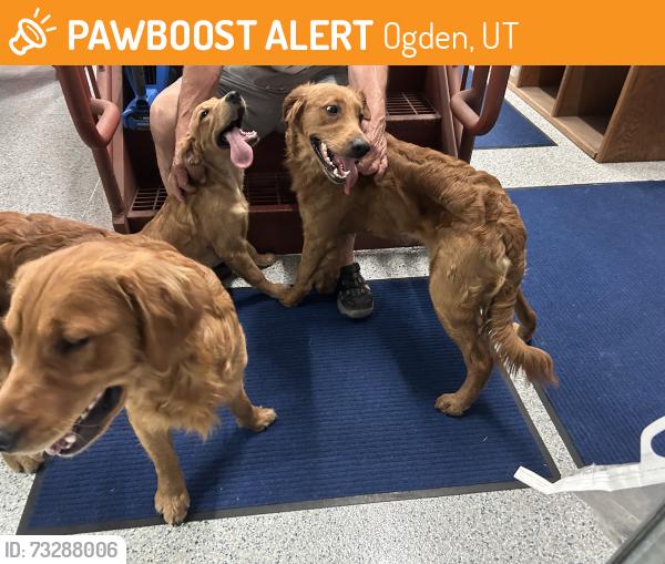 Found/Stray Male Dog last seen Taylor and Boughton., Ogden, UT 84403