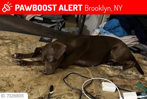 Lost Female Dog last seen Brooklyn, Brooklyn, NY 11212