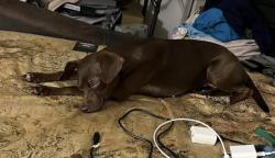 Lost Female Dog last seen Brooklyn, Brooklyn, NY 11212