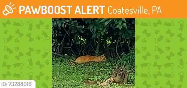 Found/Stray Unknown Cat last seen Harry's Hot Dogs, Coatesville, PA 19320