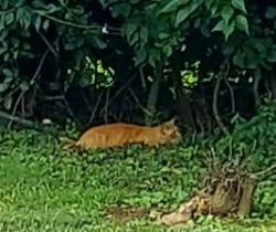 Found/Stray Unknown Cat last seen Harry's Hot Dogs, Coatesville, PA 19320
