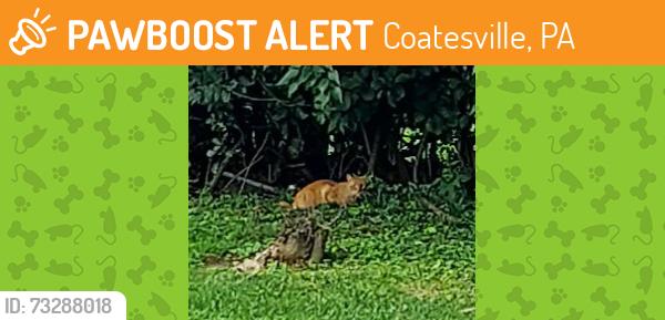 Found/Stray Unknown Cat last seen Harry's Hot Dogs, Coatesville, PA 19320