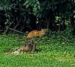 Found/Stray Unknown Cat last seen Harry's Hot Dogs, Coatesville, PA 19320