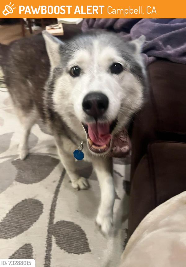 Found/Stray Female Dog last seen Sobrato and budd Ave in Campbell (near John D Morgan park), Campbell, CA 95008