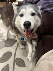 Found/Stray Female Dog last seen Sobrato and budd Ave in Campbell (near John D Morgan park), Campbell, CA 95008