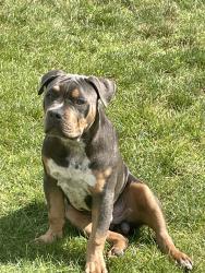 Lost Male Dog last seen Lockbourne and Stewart Avenue, Columbus, OH 43206