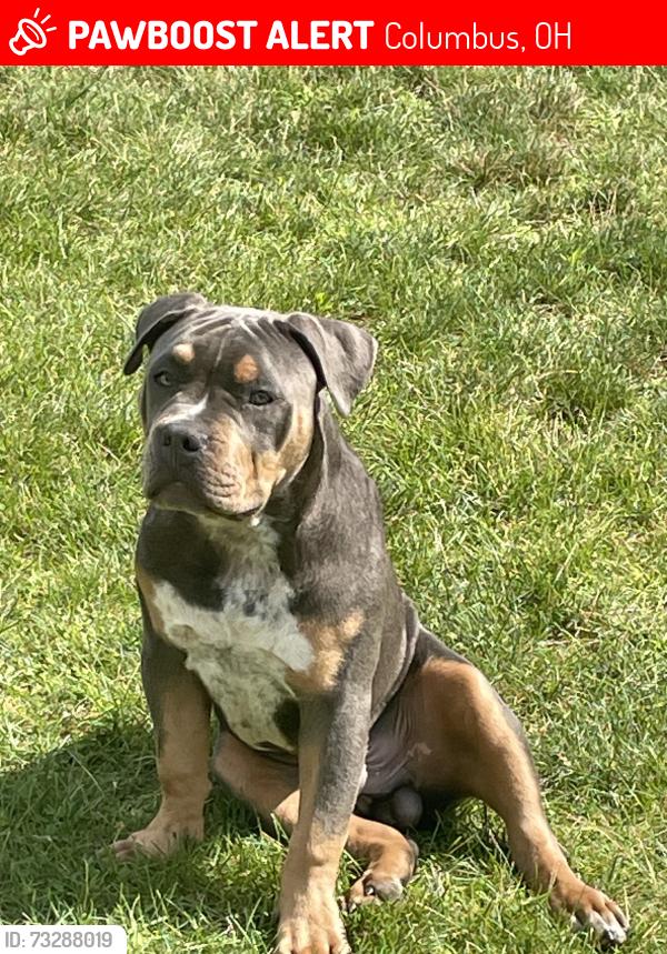 Lost Male Dog last seen Lockbourne and Stewart Avenue, Columbus, OH 43206