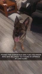 Found/Stray Female Dog last seen Hudson BLVD, Lake Elmo, MN 55042