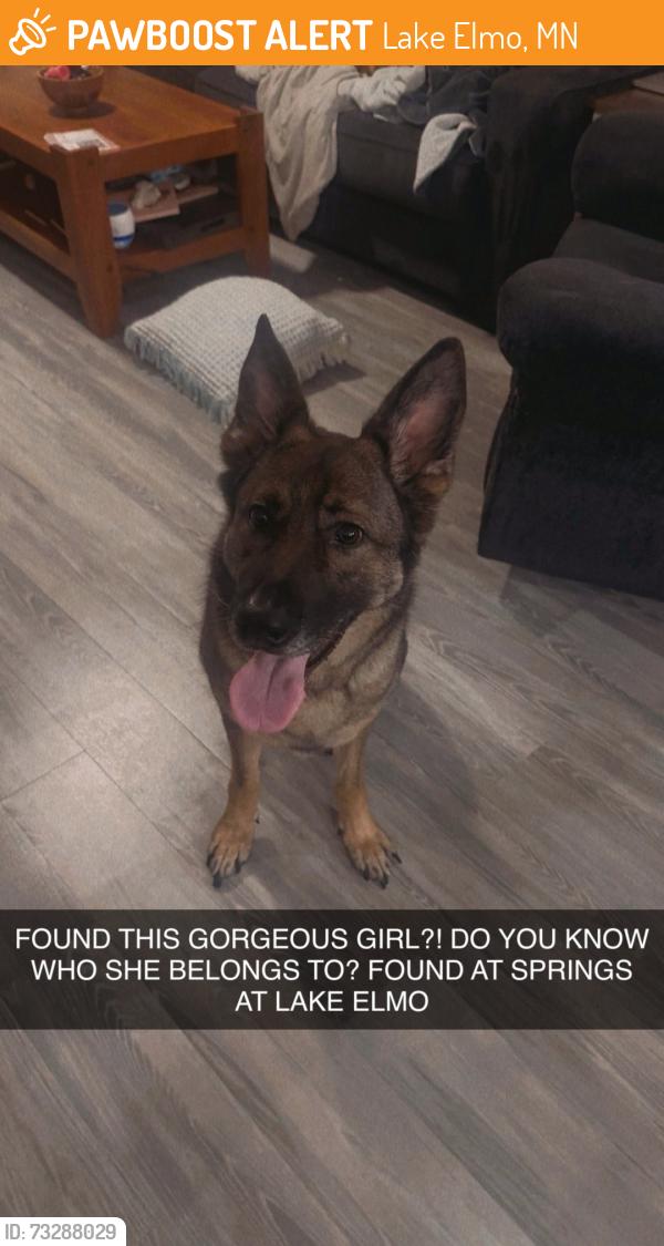 Found/Stray Female Dog last seen Hudson BLVD, Lake Elmo, MN 55042