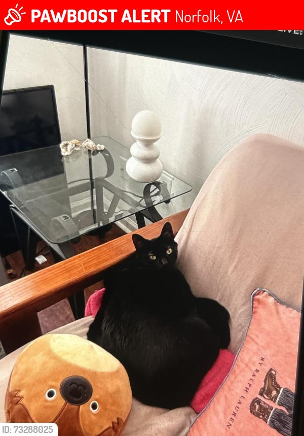 Lost Female Cat last seen Near w 39th st, Norfolk, VA 23508