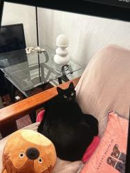 Lost Female Cat last seen Near w 39th st, Norfolk, VA 23508
