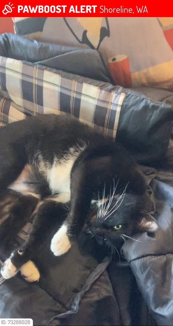 Lost Male Cat last seen Briarcrest Elementary, Shoreline, WA 98155