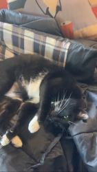Lost Male Cat last seen Briarcrest Elementary, Shoreline, WA 98155