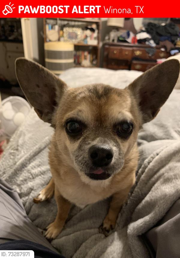 Lost Female Dog last seen Church Street, Highway 155 or Main Street, Johnson and Highway 16., Winona, TX 75792