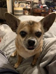 Lost Female Dog last seen Church Street, Highway 155 or Main Street, Johnson and Highway 16., Winona, TX 75792