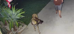 Reunited Male Dog last seen Carlsbad Street, San Diego, CA 91977