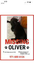 Lost Male Cat last seen Manzanita St Ne and 14th Ave, Keizer, OR 97303