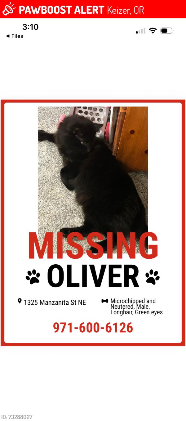 Lost Male Cat last seen Manzanita St Ne and 14th Ave, Keizer, OR 97303