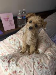 Reunited Male Dog last seen Lyndale, Minneapolis, MN 55403