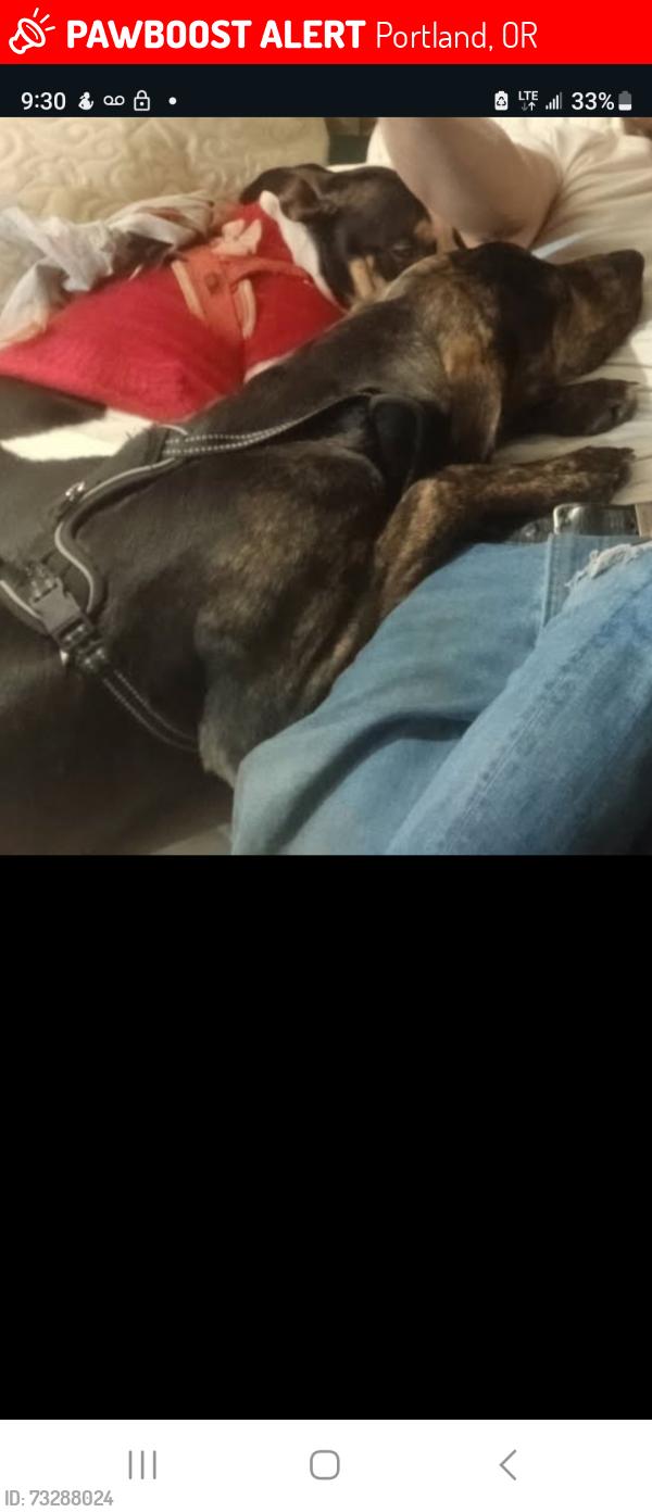 Lost Male Dog last seen 111th and powell, Portland, OR 97266