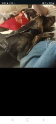 Lost Male Dog last seen 111th and powell, Portland, OR 97266