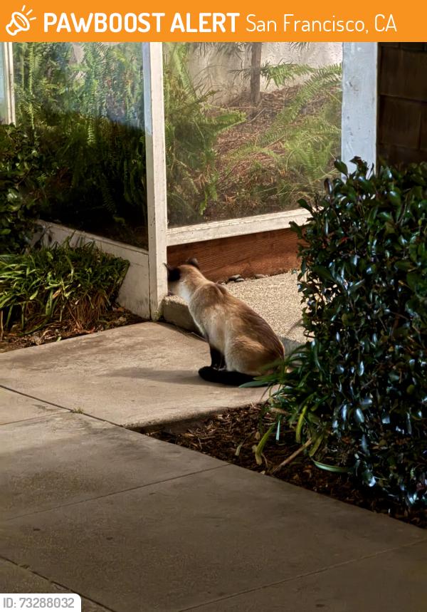 Found/Stray Unknown Cat last seen Near Buchanan St, San Francisco, CA 94115
