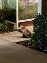 Found/Stray Unknown Cat last seen Near Buchanan St, San Francisco, CA 94115