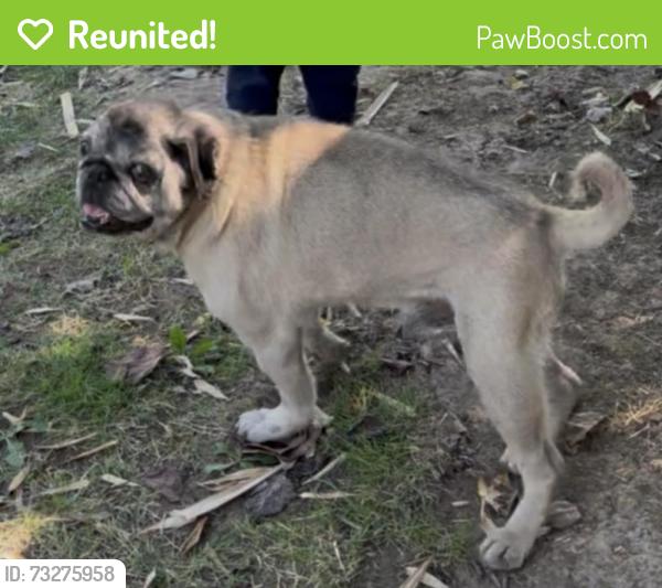 Reunited Male Dog last seen Othello Park, Seattle, WA 98118