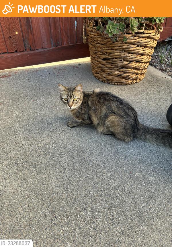 Found/Stray Unknown Cat last seen Buchanan and Cerrito, Albany, CA 94706