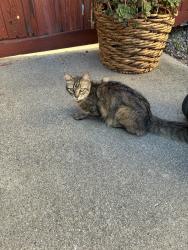 Found/Stray Unknown Cat last seen Buchanan and Cerrito, Albany, CA 94706