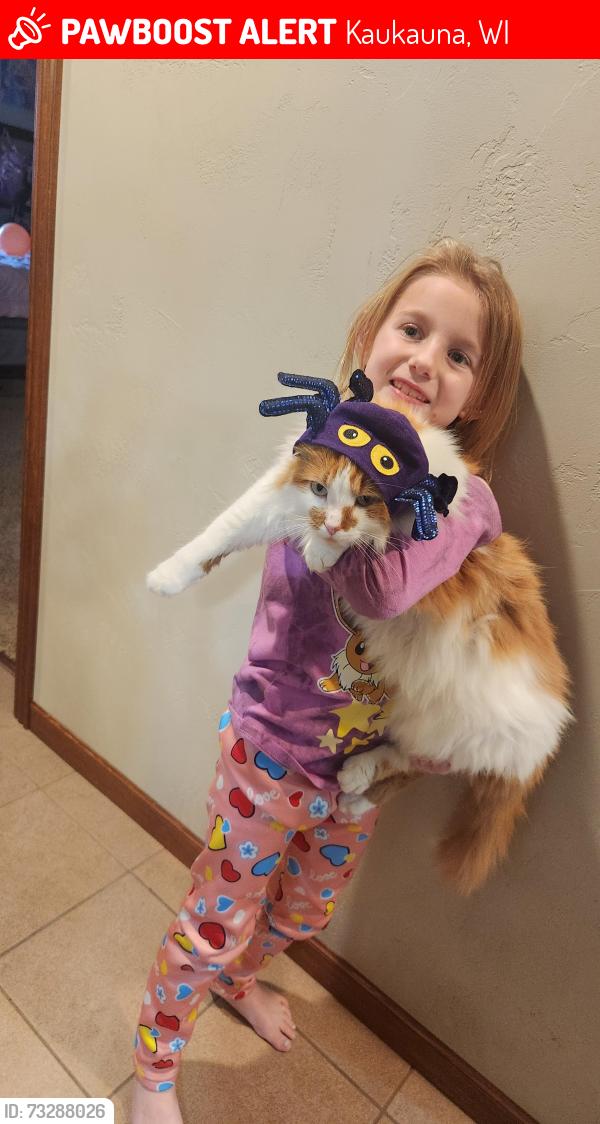 Lost Male Cat last seen W 41 frontage rd and Garrity rd, Kaukauna, WI 54130