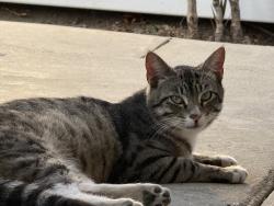 Lost Male Cat last seen Cantara/Lurline, Los Angeles, CA 91306