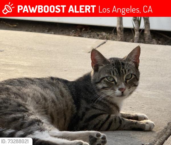 Lost Male Cat last seen Cantara/Lurline, Los Angeles, CA 91306