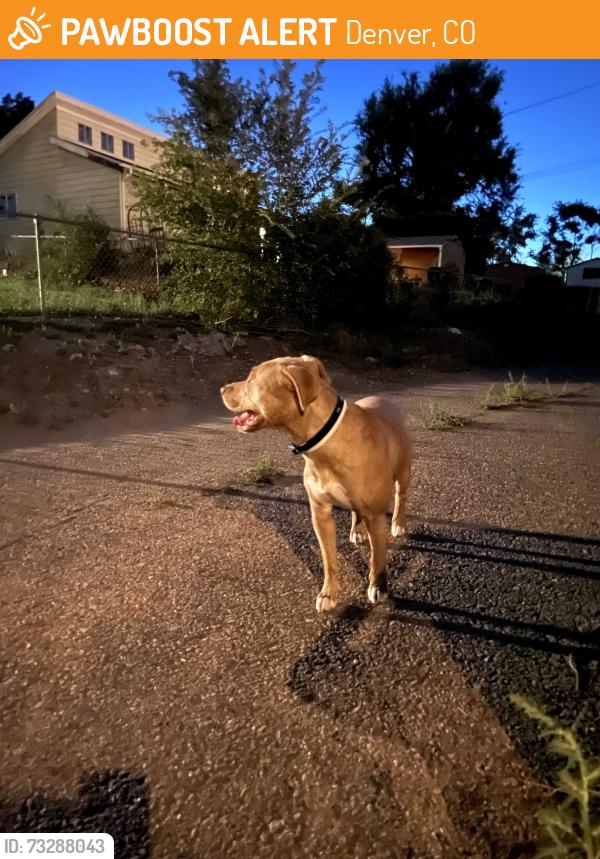 Found/Stray Female Dog last seen pecos and ohio, Denver, CO 80223
