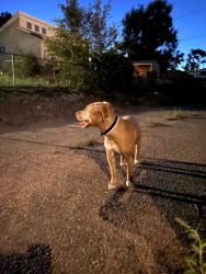Found/Stray Female Dog last seen pecos and ohio, Denver, CO 80223