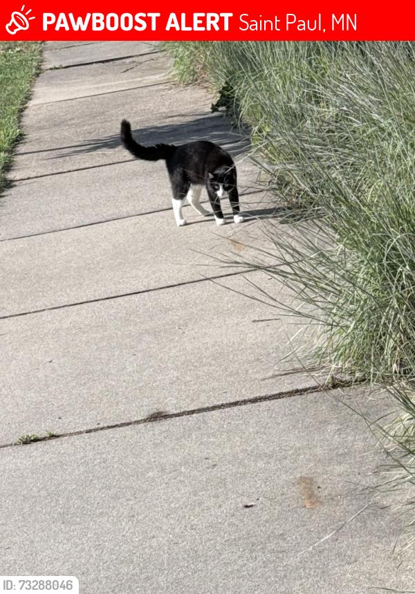 Lost Male Cat last seen orleans street right behind the cndmniums, Saint Paul, MN 55107