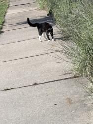 Lost Male Cat last seen orleans street right behind the cndmniums, Saint Paul, MN 55107