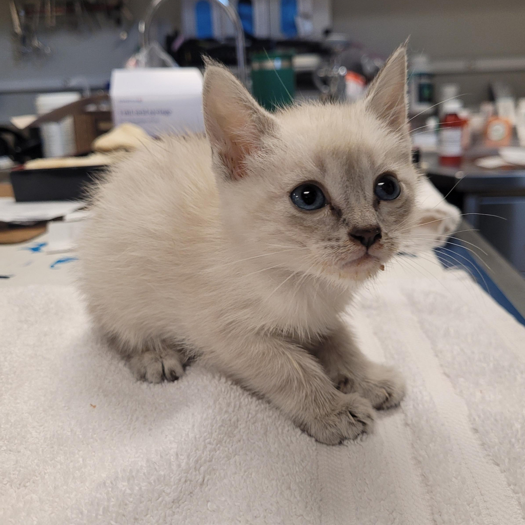 Shelter Stray Male Cat last seen 41st Street, OAKLAND, CA, 94601, 8323 Baldwin St, Oakland, CA 94621, USA