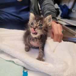 Shelter Stray Female Cat last seen Near Griffith Street, SAN LEANDRO, CA, 94579, 8323 Baldwin St, Oakland, CA 94621, USA