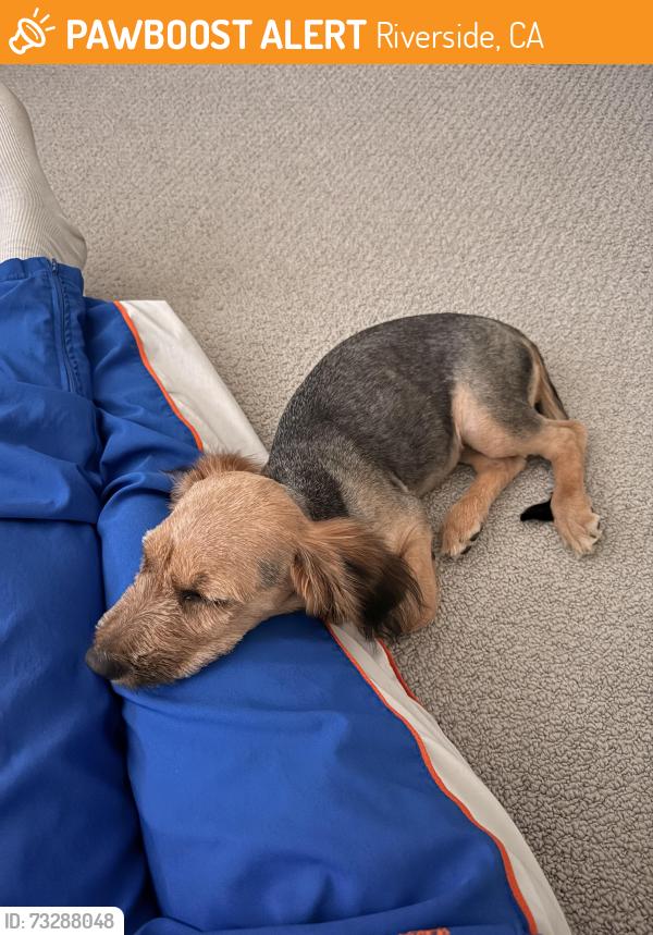 Found/Stray Female Dog last seen Jurupa & Van Buren, Riverside, CA 92504