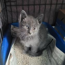 Shelter Stray Male Cat last seen Near 58th Ave, OAKLAND, CA, 94621, 8323 Baldwin St, Oakland, CA 94621, USA