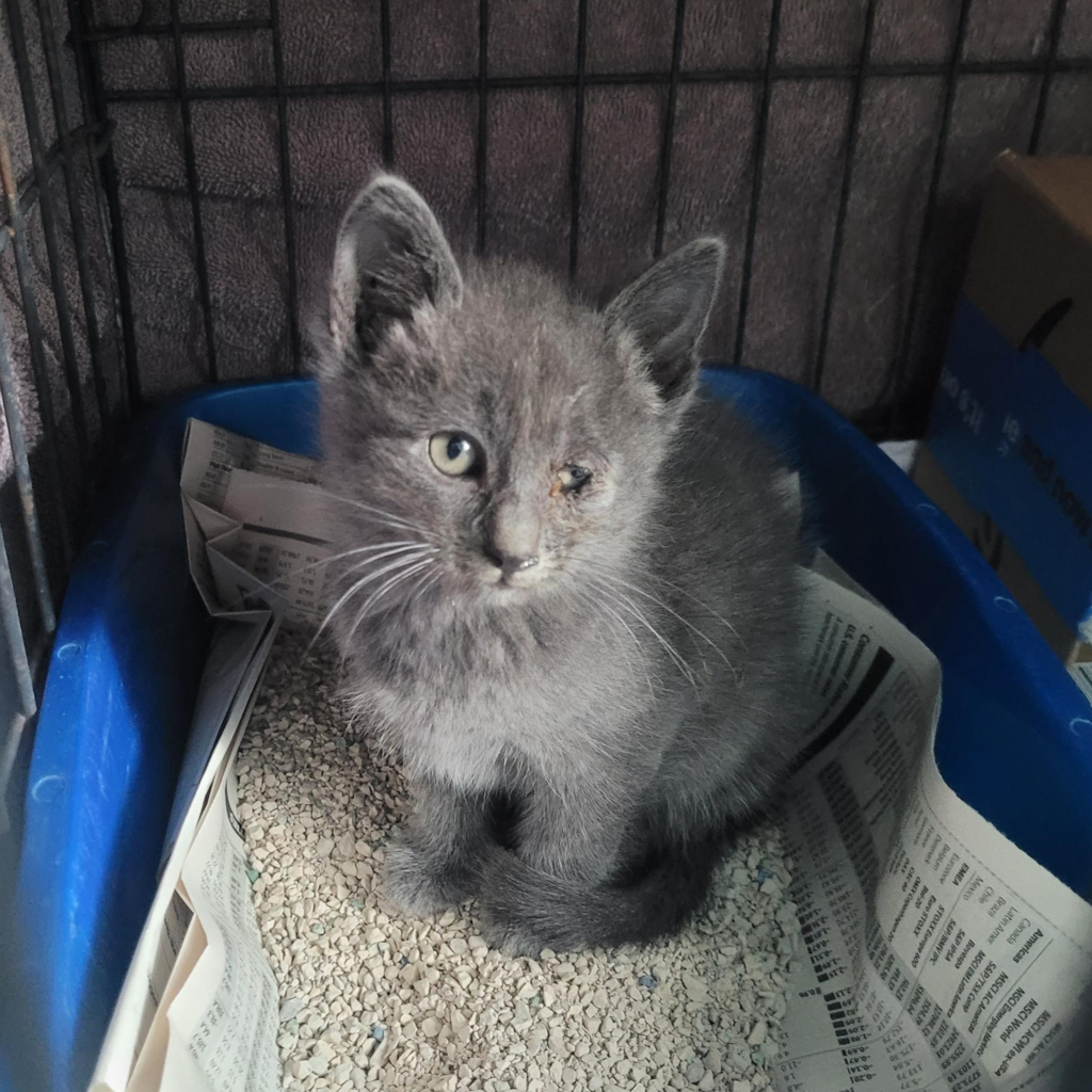 Shelter Stray Male Cat last seen Near 58th Ave, OAKLAND, CA, 94621, 8323 Baldwin St, Oakland, CA 94621, USA