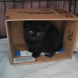 Shelter Stray Male Cat last seen Near 58th Ave, OAKLAND, CA, 94621, 8323 Baldwin St, Oakland, CA 94621, USA
