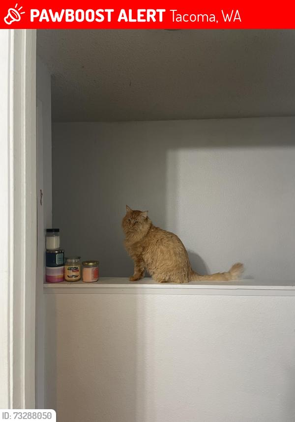 Lost Male Cat last seen Kandle park, Tacoma, WA 98406