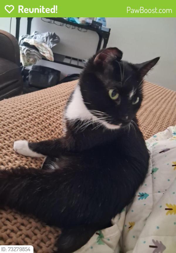 Reunited Male Cat last seen Wilson Ave Sw, Cedar Rapids, IA 52404