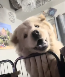 Lost Female Dog last seen 48th and baseline, Phoenix, AZ 85042