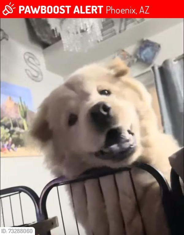 Lost Female Dog last seen 48th and baseline, Phoenix, AZ 85042