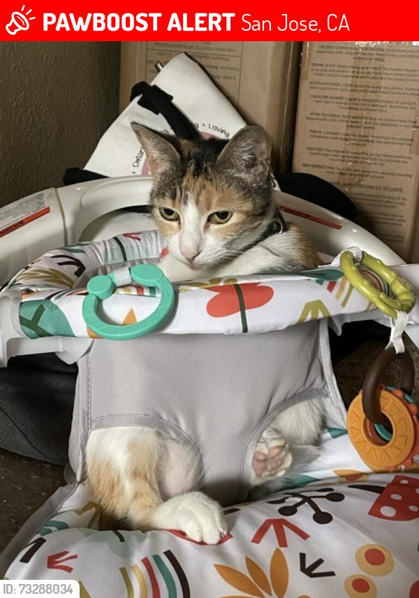 Lost Female Cat last seen Waltrip Ln, San Jose, CA 95118